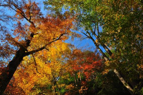 10530898_825315074156560_1956146484597500028_n