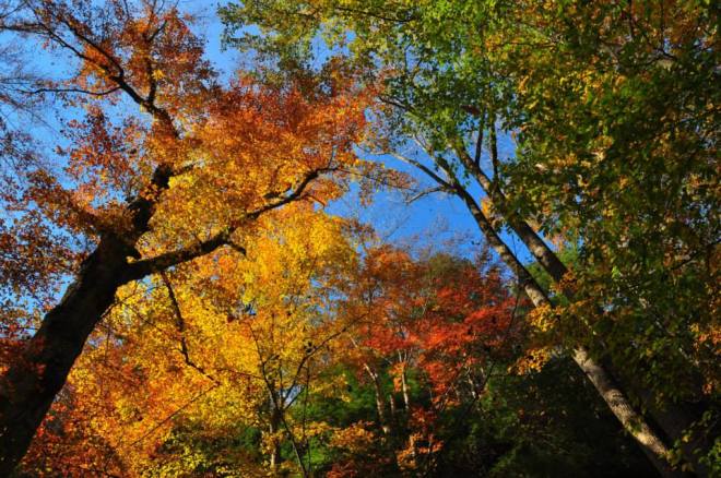 10530898_825315074156560_1956146484597500028_n