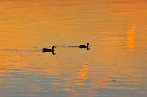 11220914_995237650497634_4467596568958269912_n