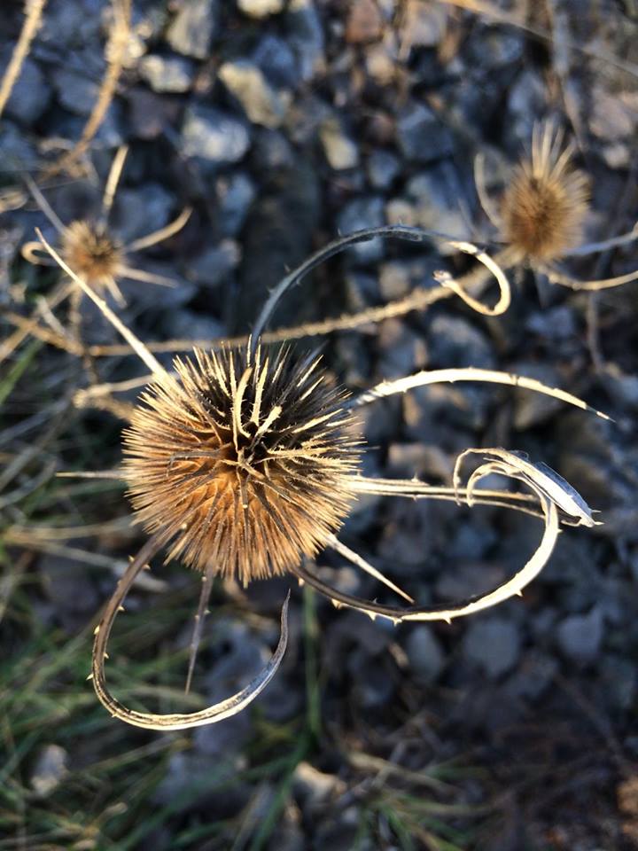 12316401_10153524780578600_7220746477826613995_n (1)