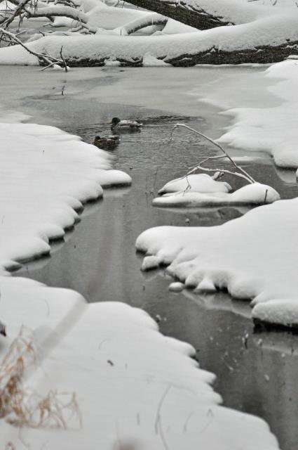 1471391_669359679752101_165451813_n