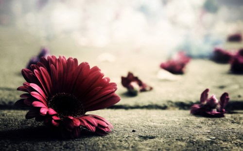 6910465-petal-fallen