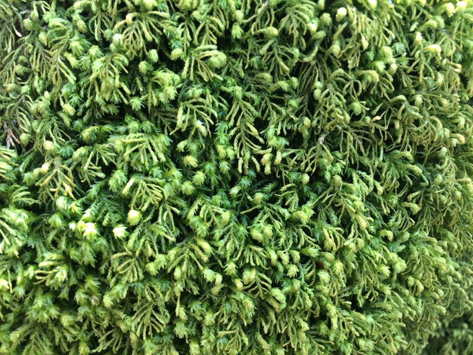 12821533_10153872010401351_6848013986843937467_n