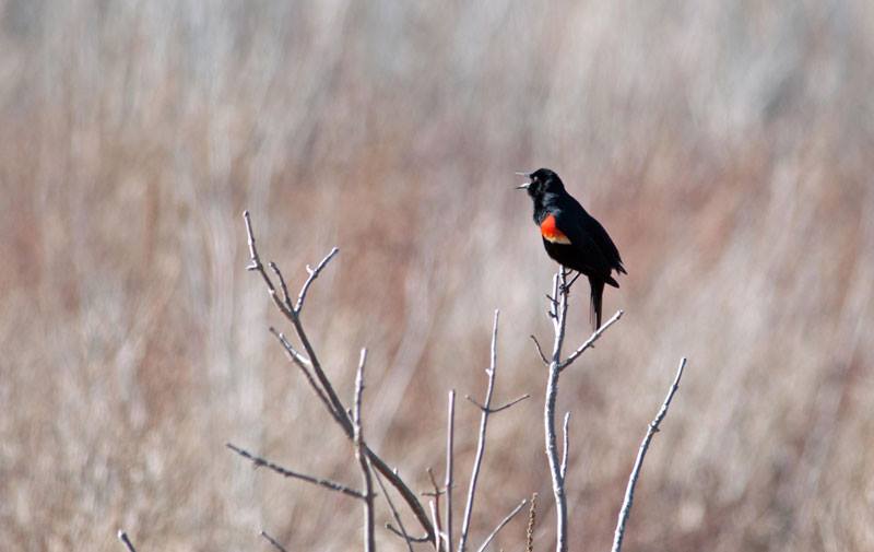 1535506_450027921795796_4536860760154564304_n