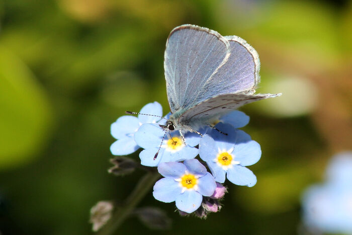 An Echo Azure Butterfly (Celastrina echo) on Forget-me-not Flowers