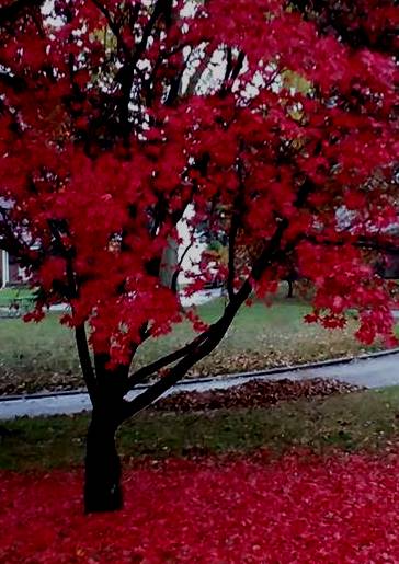 45734202_10156232942558600_1858494527220744192_n