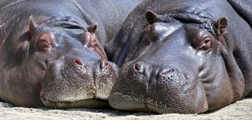 hippo-783522_640