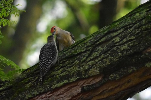 64670774_1631162810348962_1036518622345822208_n