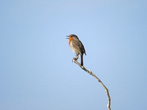 robin-5022383_1280